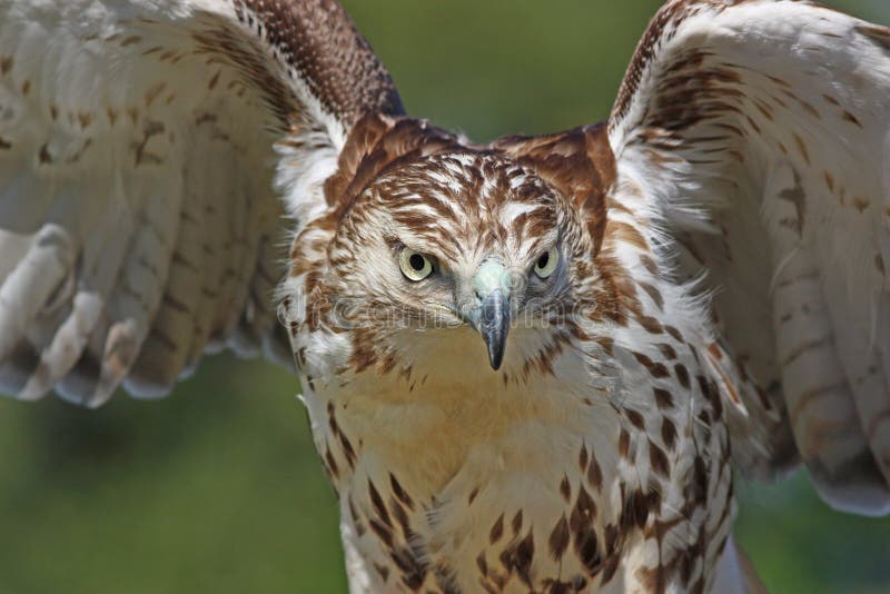 Red-tailed Hawk