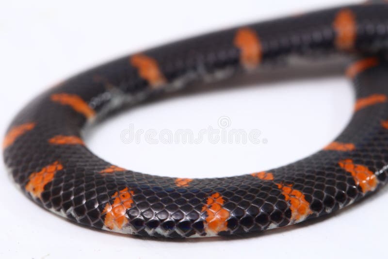 Red Tailed Pipe Snake Scientific Name Cylindrophis Ruffus Isolate White  Stock Photo by ©dwiputra18@gmail.com 364786586