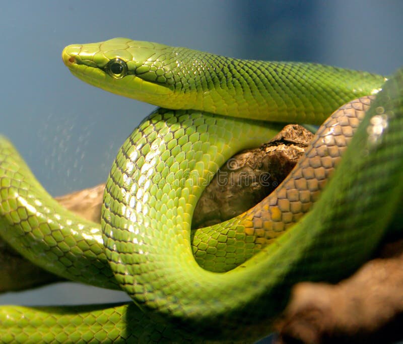 Red-tailed Racer Snake 2