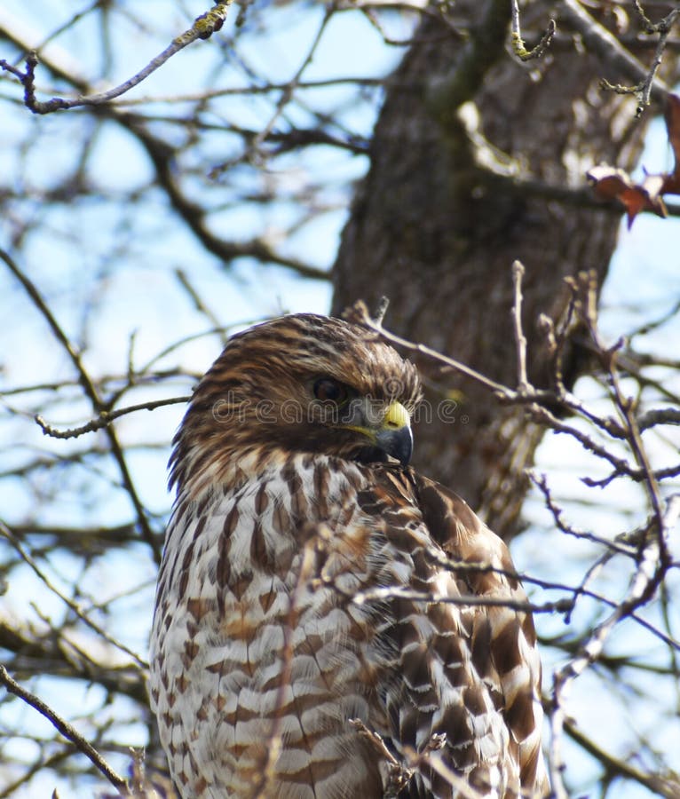 Red Tails Hawk Portrait Close Hög Quality royaltyfria foton Red Tails Hawk Portrait Close Hög Quality royaltyfria foton