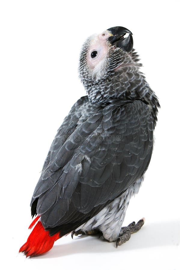 Red tale parrot on white