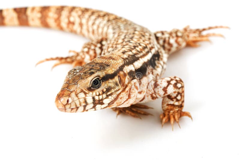 Red Tegu