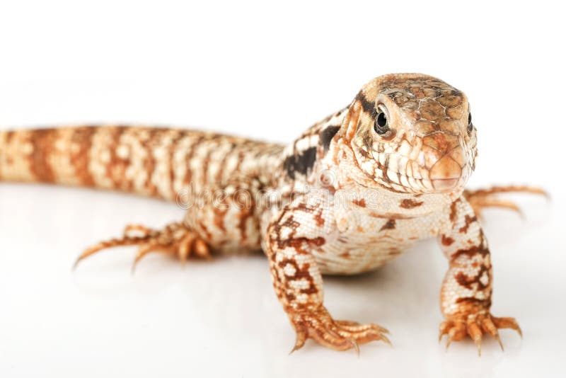 Red Tegu