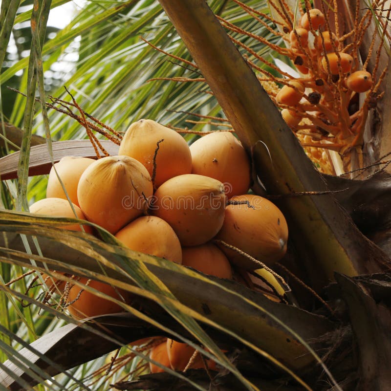 Red Tender Coconut in Its Own Tree Stock Image - Image of plant, branch ...
