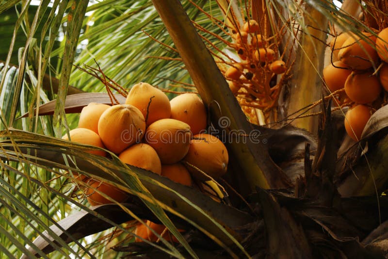 Red Tender Coconut in Its Own Tree Stock Photo - Image of orange ...