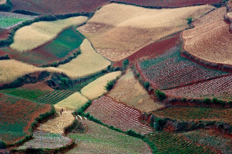 The red terrace of Yunnan, China