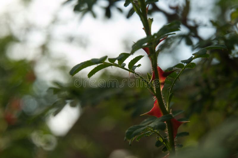 Red Thorns at Stem of a Wild Rose Bush Stock Photo Image of green