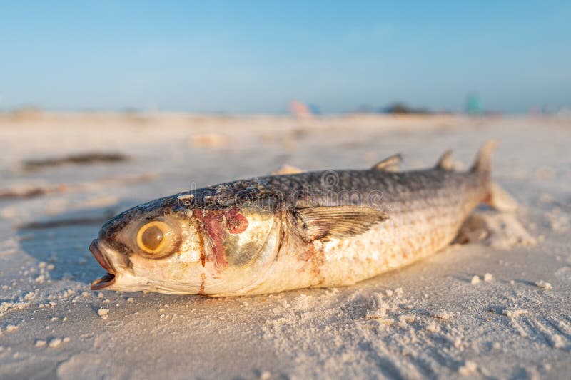 Red Tide. Dead Fish on the Beach Gulf of Mexico. Florida Natural