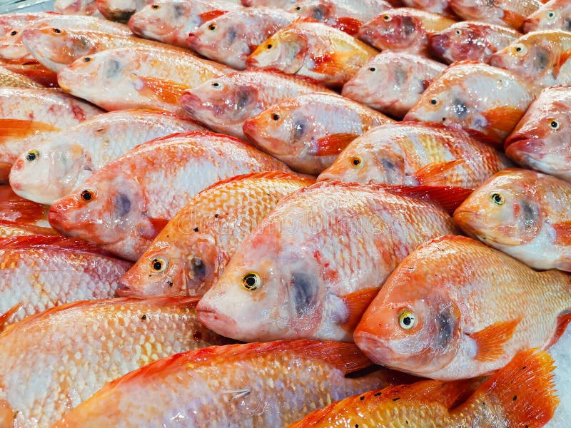 Red Tilapia Fish stock image. Image of tilapia, sale 180117979