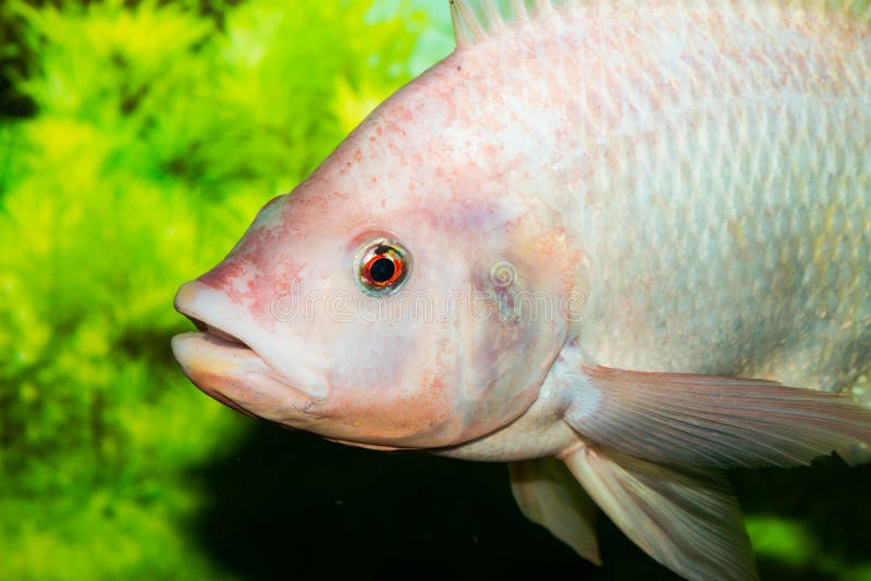 Red tilapia fish in the water