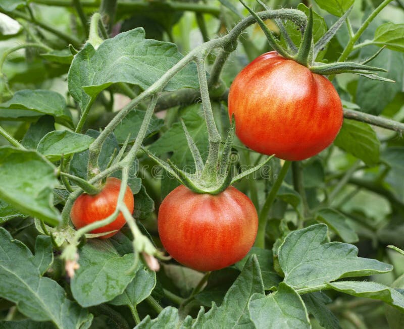 Fresh red tomatoes plant on the branch