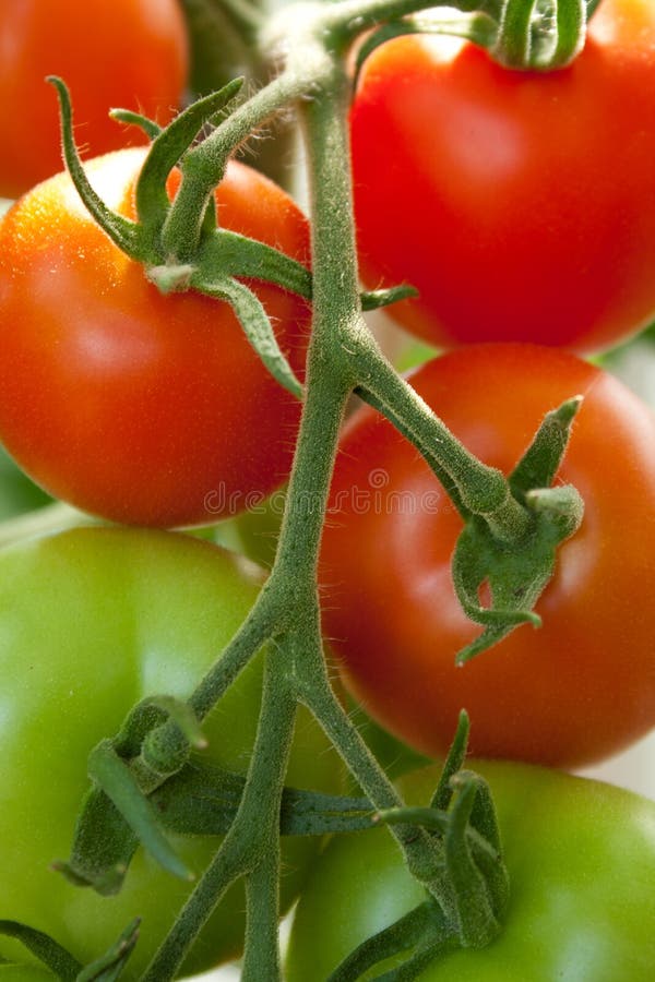 Red tomatoes stock photo. Image of tomato, plants, eating 26291462