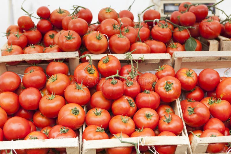 Red Tomatoes