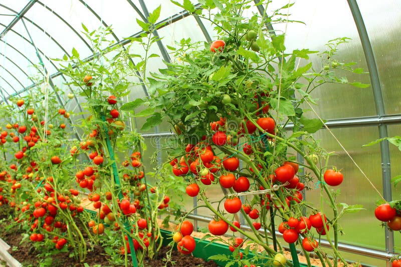 Red tomatoes in a greenhouse stock photo Red tomatoes in a greenhouse stock photo