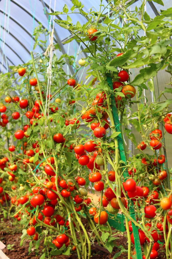 Red tomatoes in a greenhouse stock images Red tomatoes in a greenhouse stock images
