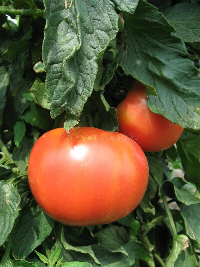 Red tomatoes hanging on the plant