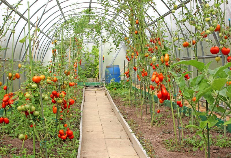 Red tomatoes ripening in a greenhouse stock image Red tomatoes ripening in a greenhouse stock image