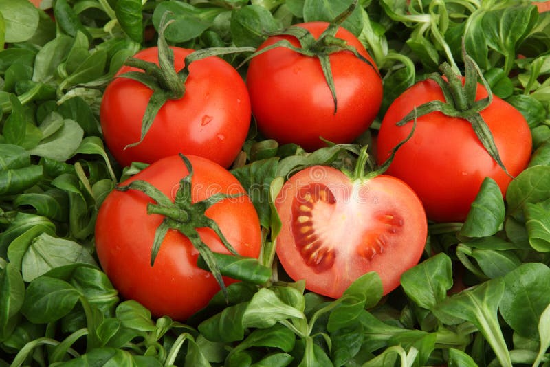 Red tomatoes surrounded by fresh green mache lettuce