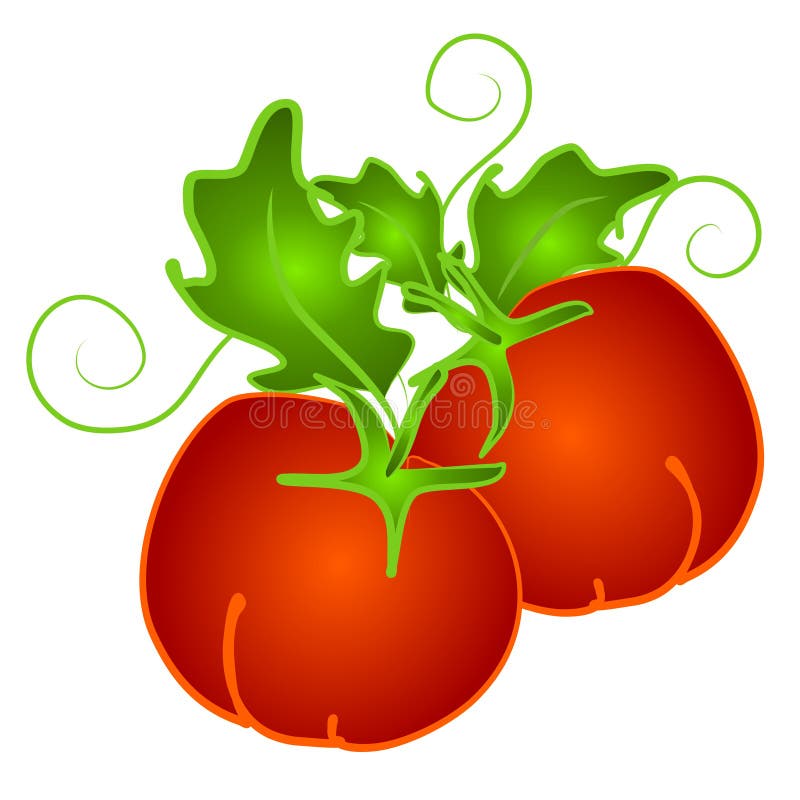 Red Tomatoes on Vine Clip Art Stock Illustration Illustration of
