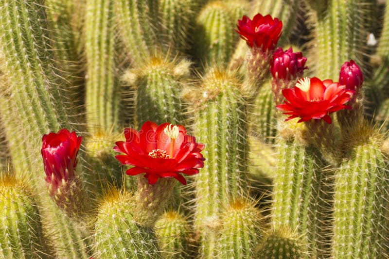 Red Torch Cactus Close up stock image
