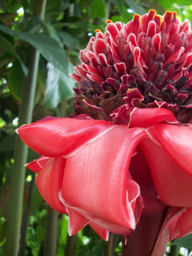 1,201 Ginger Growing Stock Photos Free & RoyaltyFree Stock Photos