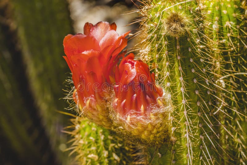 Red Torch Green Cactus Blooming Stock Photo - Image of flower, blossom