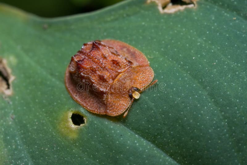 A red tortoise beetle on green leaf