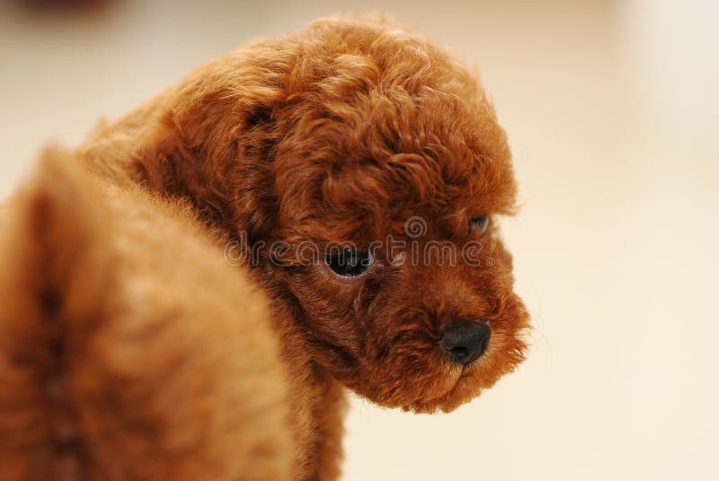 Red Toy poodle