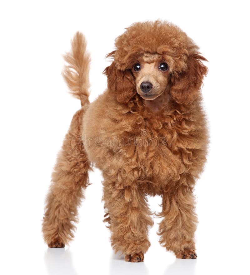 Red Toy Poodle puppy (five months)