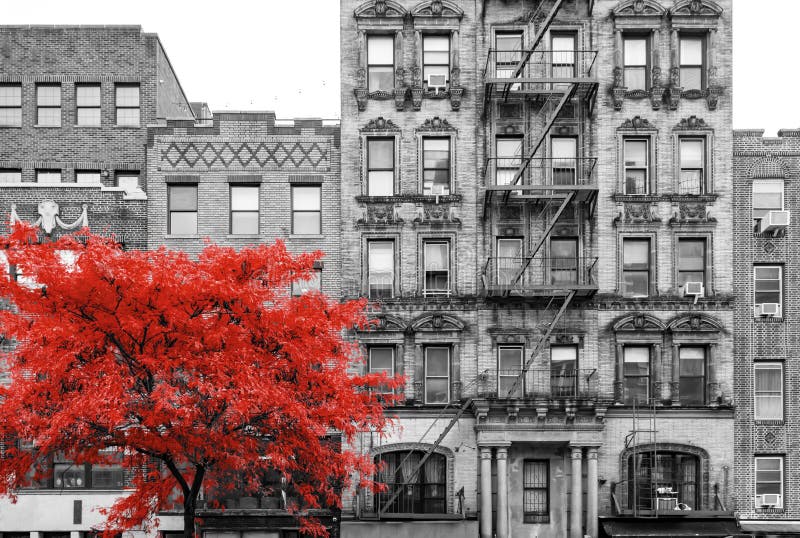Red tree in black and white street scene in New York City