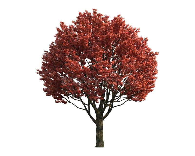 Red Tree isolated on a white background