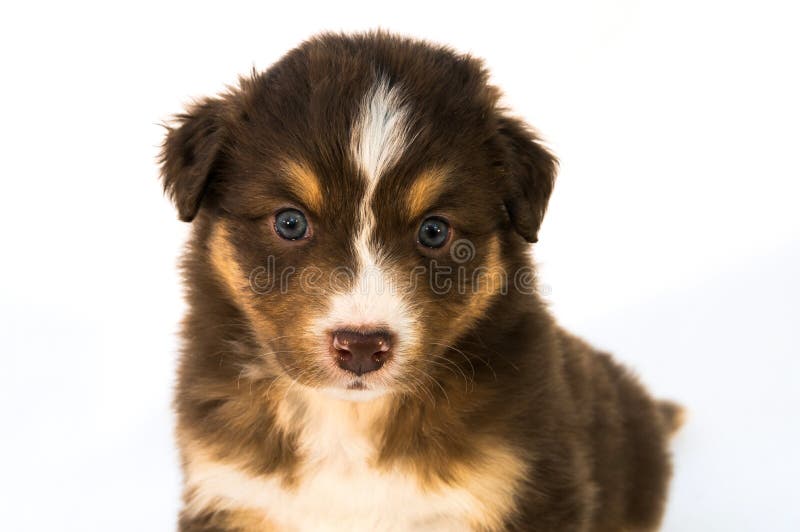 Red Tricolor Australian Shepherd Puppy Stock Image - Image of ...