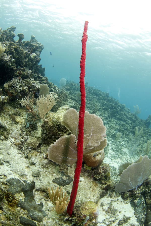 Red tropical erect rope sponge, utila, honduras