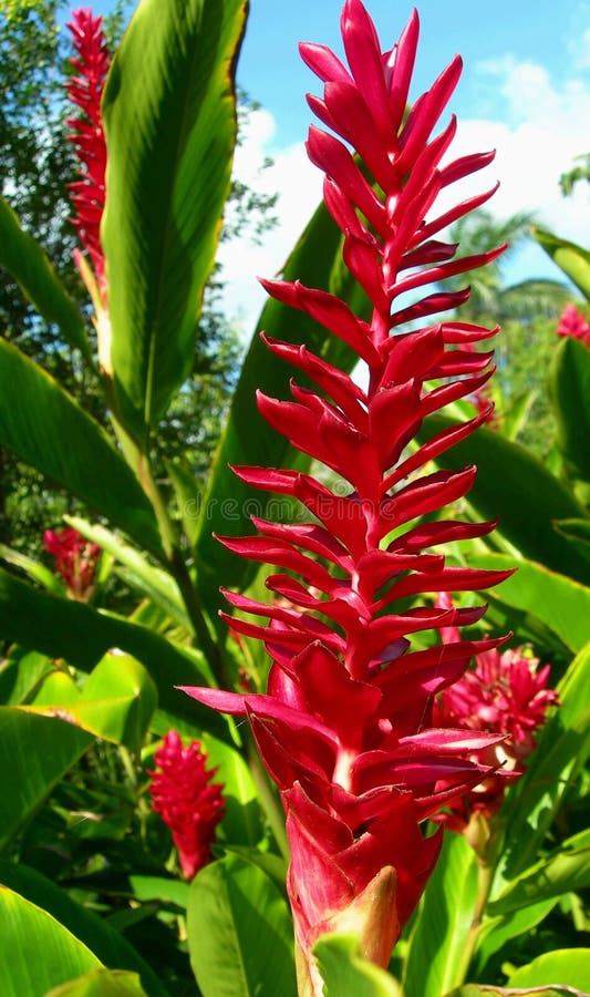 Tropicale fiore centro giardino.