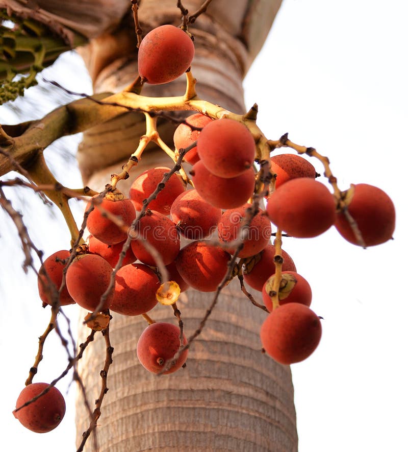  Red  tropical palm  fruit  stock photo Image of angiosperms 