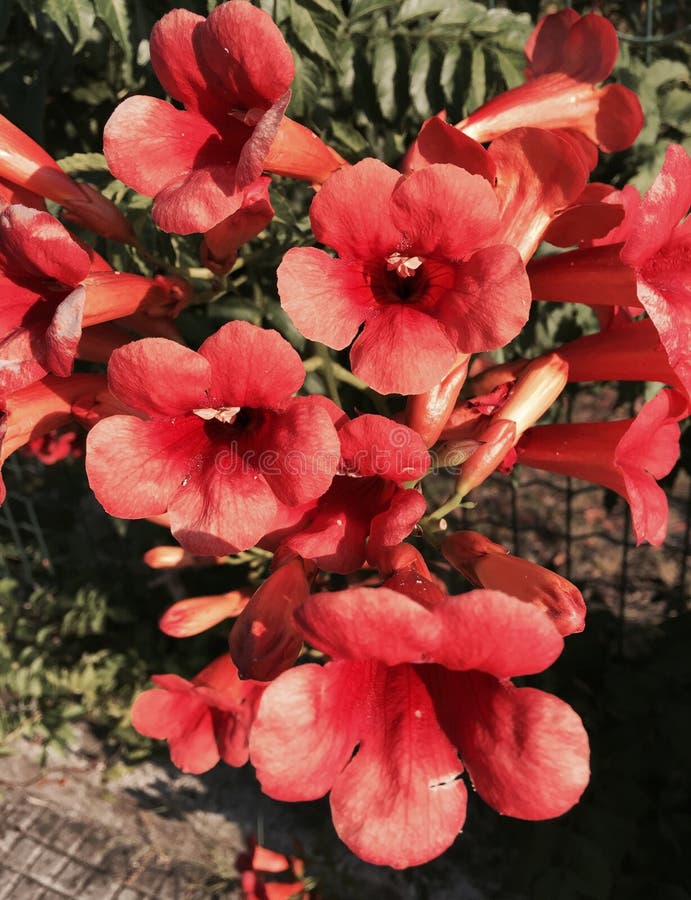Red Trumpet flowers stock photo. Image of liana, trumpet 32809134