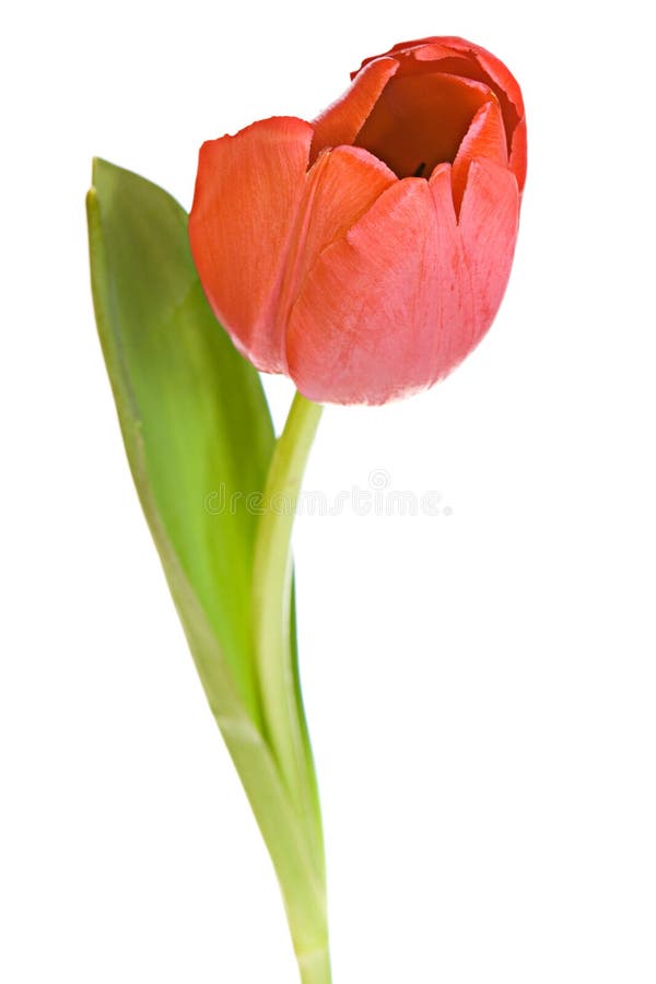 Red tulip