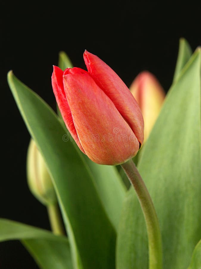 Red tulip