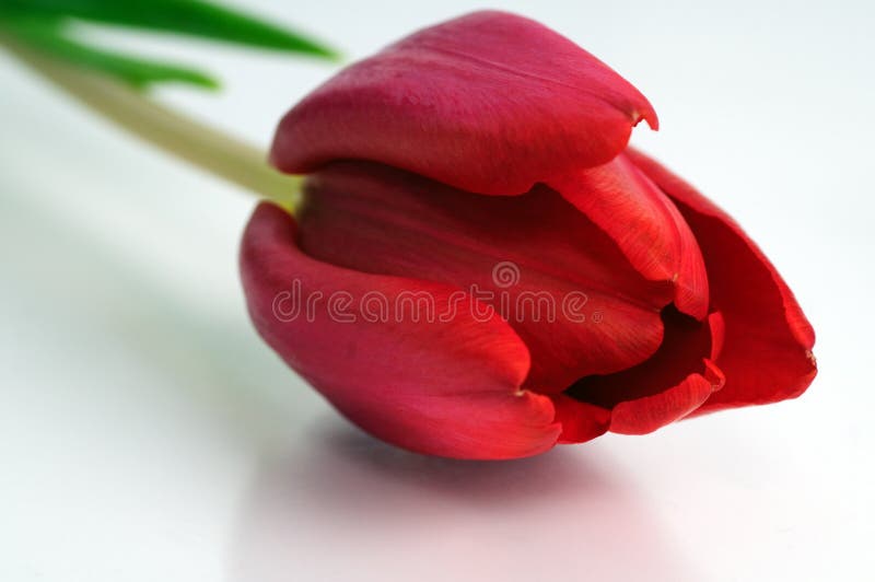 Red tulip stock photos