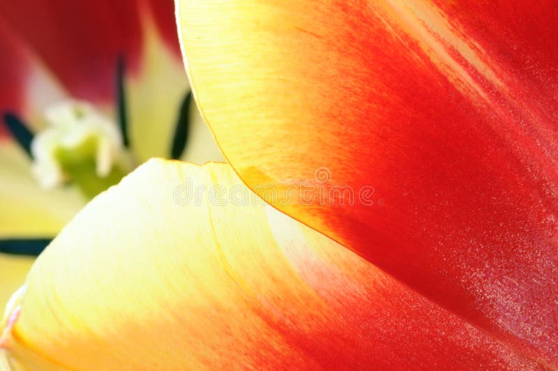 Red Tulip