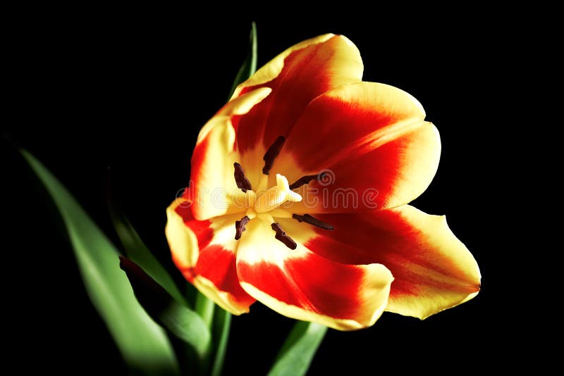 Red tulip