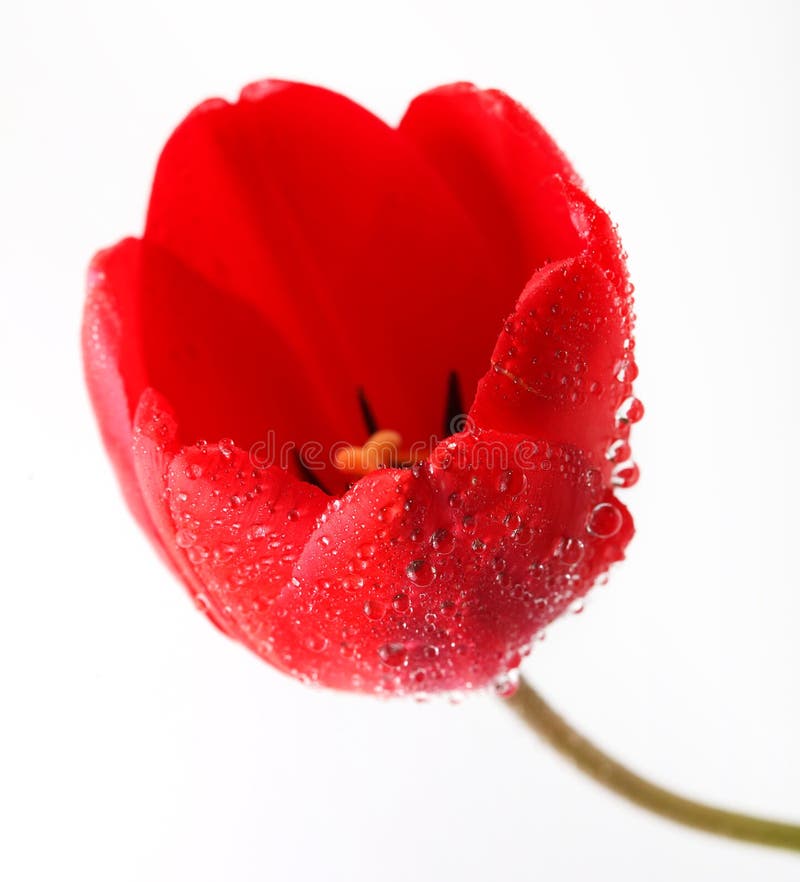 Red tulip