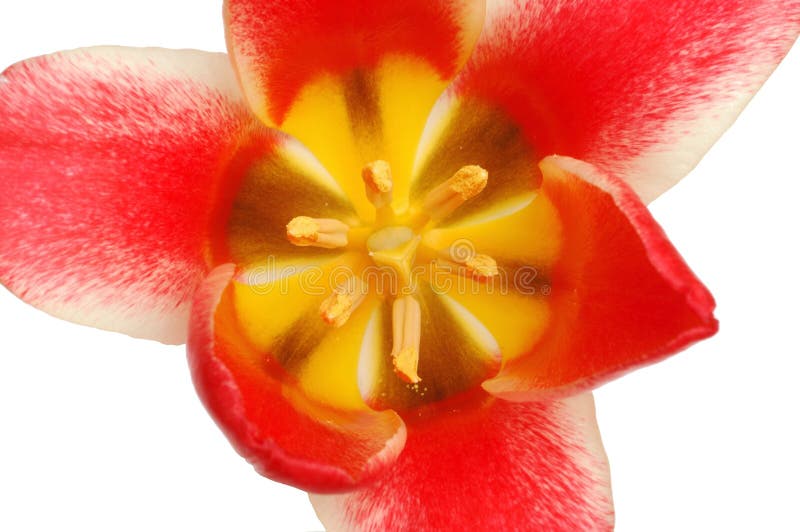 Red Tulip