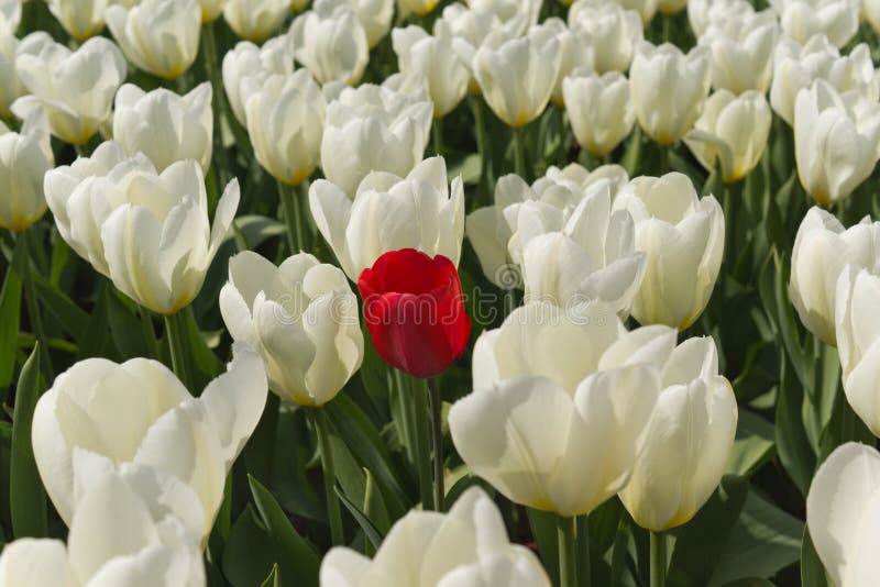 Red tulip.