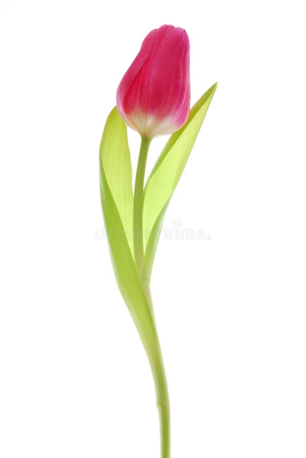 Red tulip