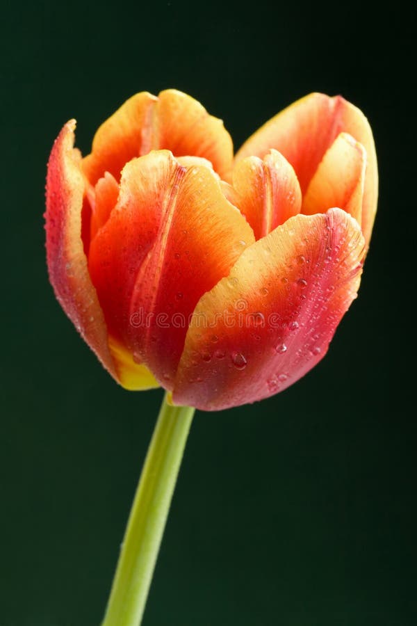 Red tulip