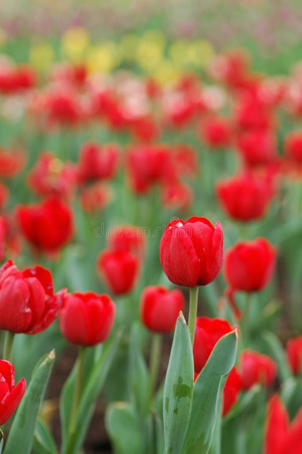 Red tulip