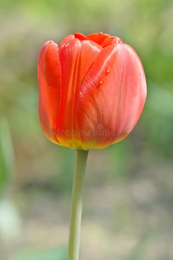 Red tulip