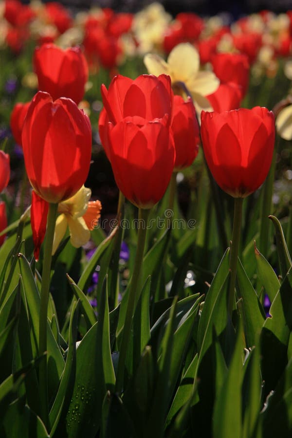 Red Tulip Blooming In Tulip Festival Stock Image Image Of