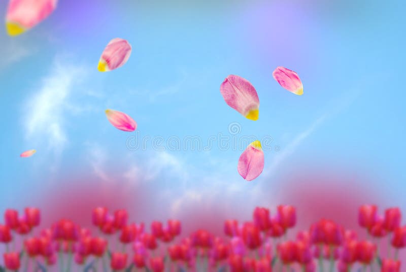 Tulip Blue sky  and  flowers blurred and green tree branch  wild floral lilac pink white  meadow summer spring baclground template